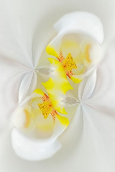 Jones, Adam 아티스트의 White Orchid flower-Florida작품입니다.